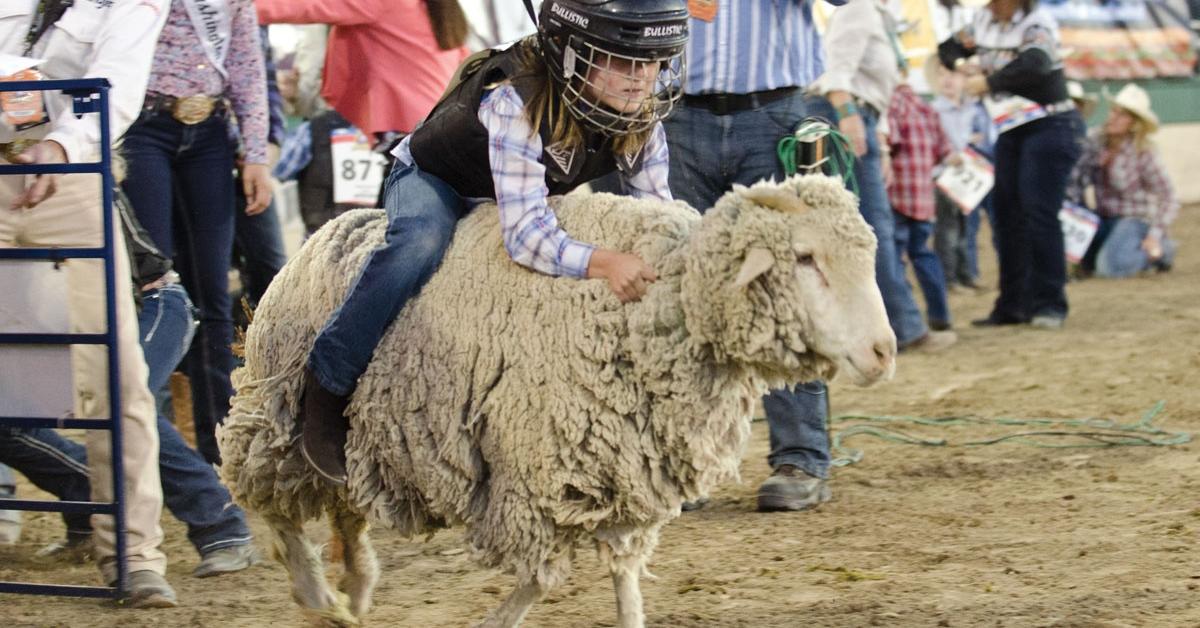 What Is Mutton Busting? YesCancel